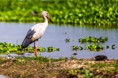 birds2