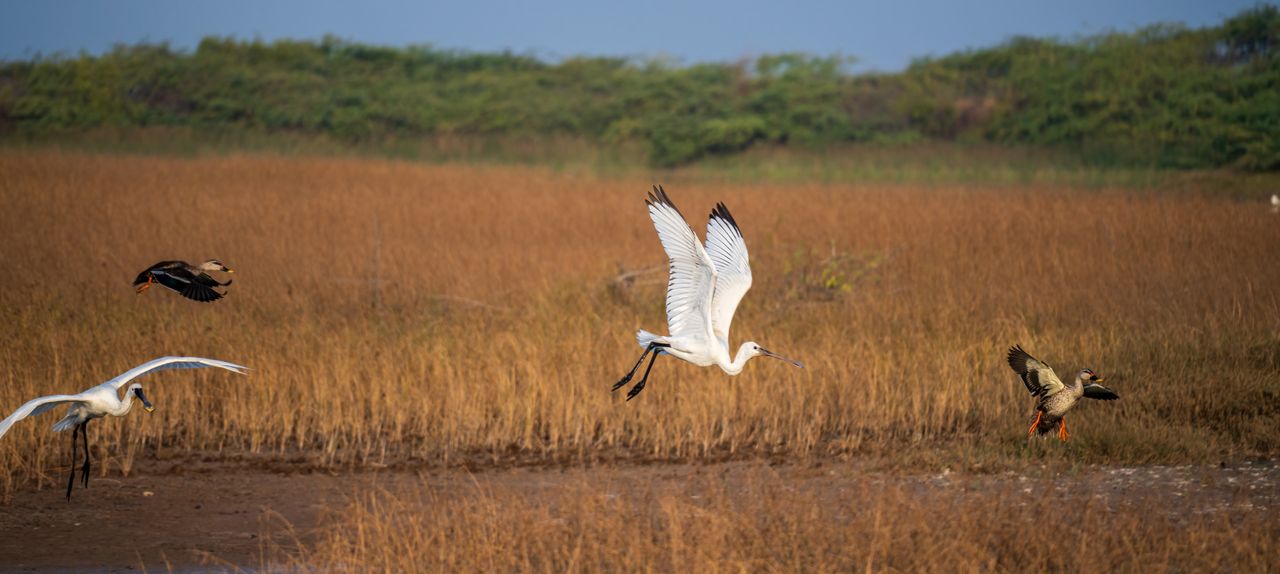 Elegant birds in flight over the grasslands of Jamnagar, Gujarat, India.