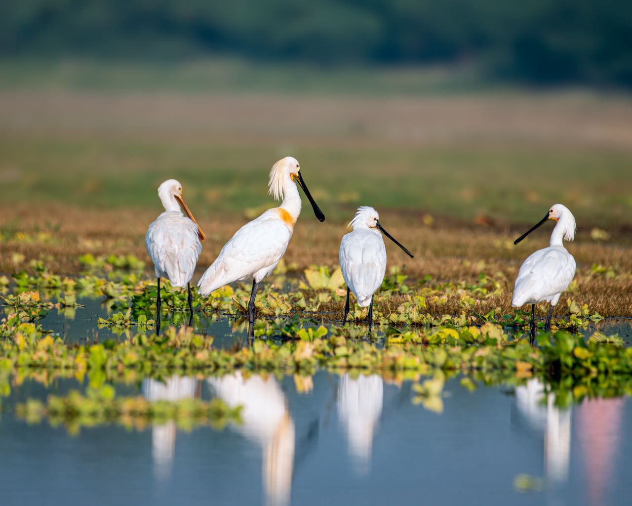 Five Eurasian Spoonbills in a wetland area, reflected in water with greenery.