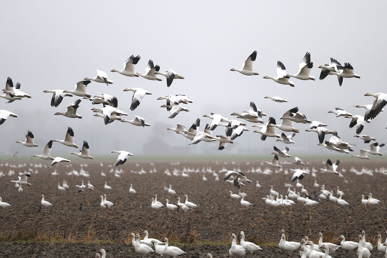 A large flock of snow geese in flight and on the ground in a foggy agricultural field.